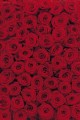Fototapeta 4-077 Roses   