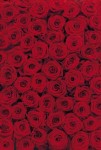 FotoTAPETA 4-077 Roses