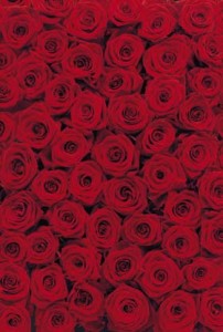 FotoTAPETA 4-077 Roses