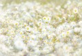 Fototapeta 8-994 Daisies