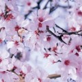 OKLEINA MEBLOWA 280-0062 ALKOR BLOEMFONTAIN