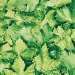 Okleina Meblowa 10765 / Gekkofix leaves szer 67,5 cm