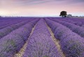 Fototapeta XXL4-036 Provence