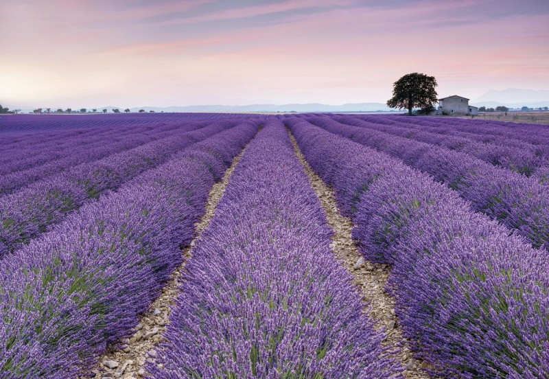 Fototapeta XXL4-036 Provence