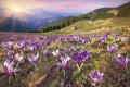 Fototapeta na flizelinie MS-5-0064 CROCUSES AT SPRING