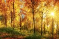 Fototapeta na flizelinie MS-5-0067 SUNNY FOREST