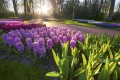 Fototapeta na flizelinie MS-5-0068 HYACINTH FLOWERS