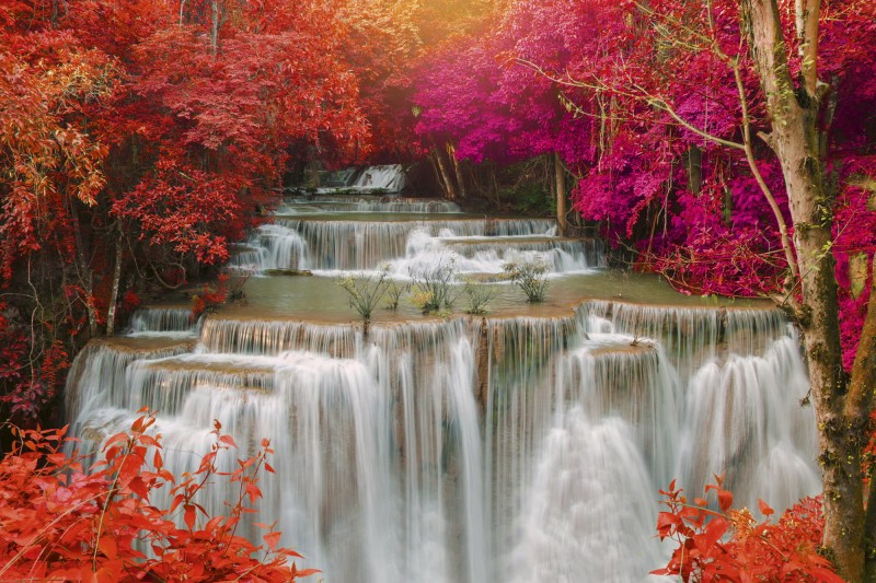 Fototapeta na flizelinie MS-5-0072 RAIN FOREST