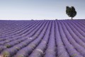 Fototapeta na flizelinie MS-5-0088 LAVENDER FIELD