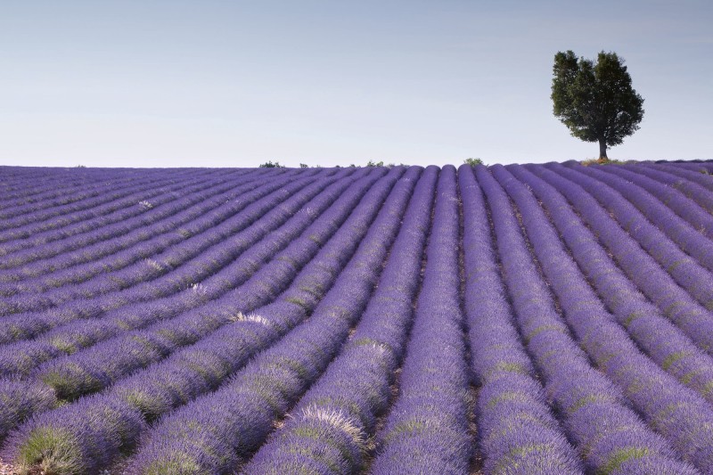 Fototapeta na flizelinie MS-5-0088 LAVENDER FIELD