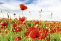 Fototapeta na flizelinie MS-5-0090 RED POPPIES