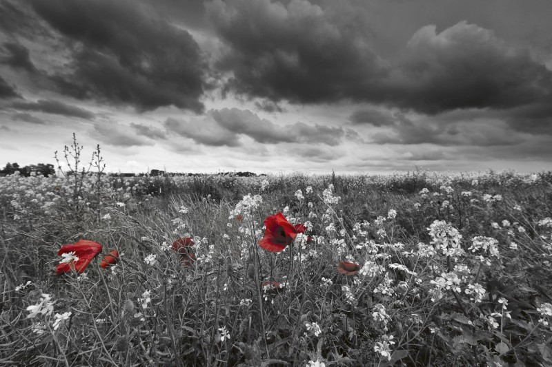 Fototapeta na flizelinie MS-5-0091 POPPIES IN BLACK AND WHITE
