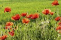 Fototapeta na flizelinie MS-5-0092 POPPY FIELD