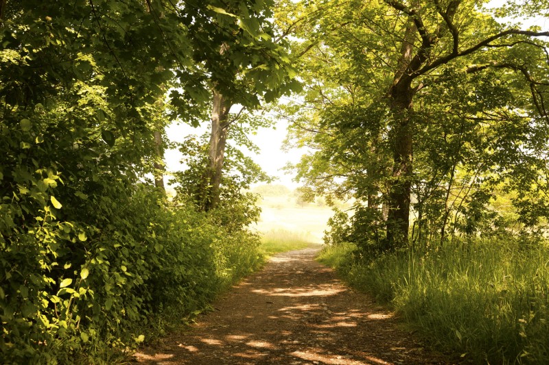 Fototapeta na flizelinie MS-5-0093 FOREST PATH
