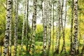 Fototapeta na flizelinie MS-5-0094 BIRCH FOREST