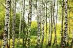 FotoTAPETA na flizelinie MS-5-0094 BIRCH FOREST