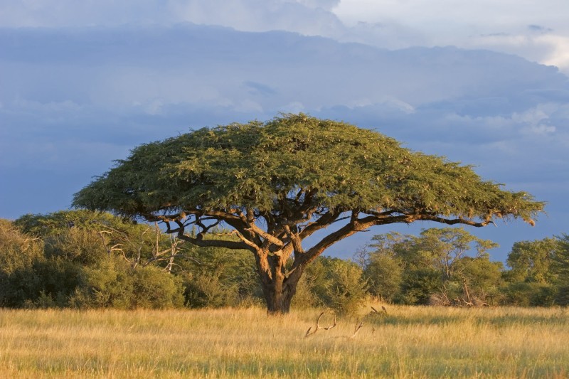 Fototapeta na flizelinie MS-5-0097 ACACIA TREE