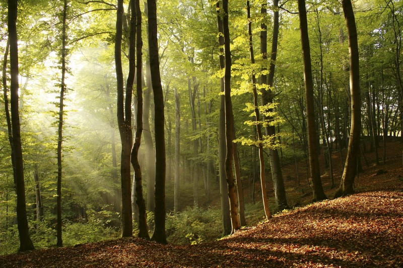 Fototapeta na flizelinie MS-5-0098 FOREST