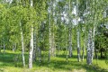 Fototapeta na flizelinie MS-5-0100 BIRCH GROW