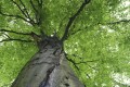 Fototapeta na flizelinie MS-5-0101 TREETOP