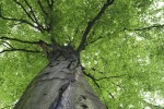 FotoTAPETA na flizelinie MS-5-0101 TREETOP