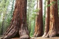 Fototapeta na flizelinie MS-5-0102 SEQUOIA