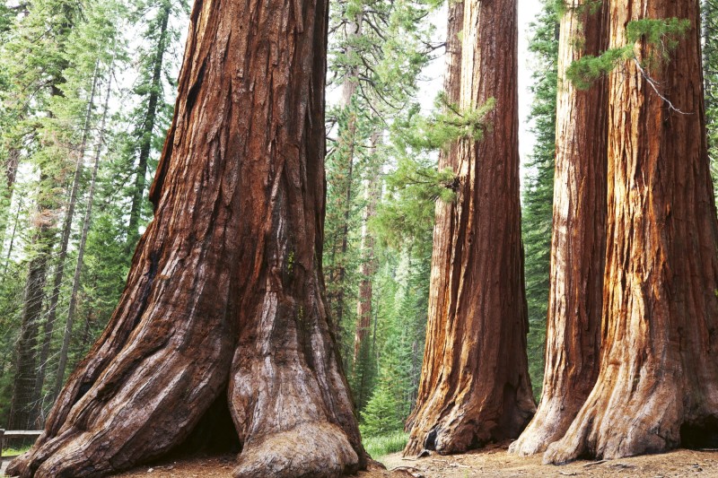 Fototapeta na flizelinie MS-5-0102 SEQUOIA
