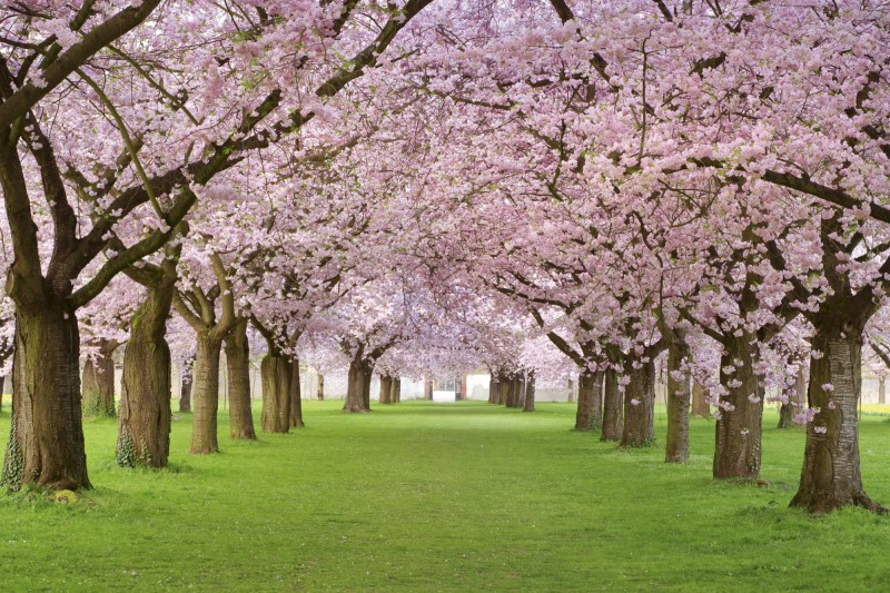 Fototapeta na flizelinie MS-5-0105 CHERRY TREES