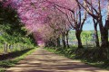 Fototapeta na flizelinie MS-5-0106 BLOSSOM ALLEY