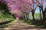 FotoTAPETA na flizelinie MS-5-0106 BLOSSOM ALLEY