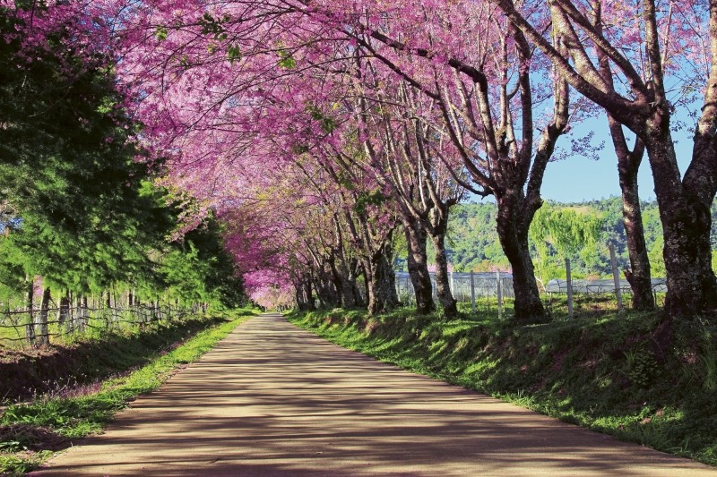 Fototapeta na flizelinie MS-5-0106 BLOSSOM ALLEY