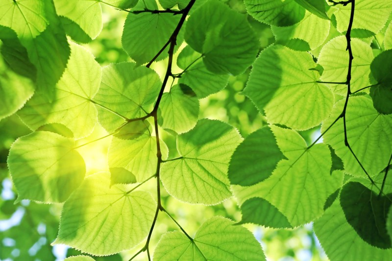 Fototapeta na flizelinie MS-5-0107 GREEN LEAVES