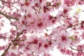Fototapeta na flizelinie MS-5-0108 APPLE BLOSSOM