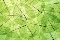 Fototapeta na flizelinie MS-5-0111 LEAF VEINS