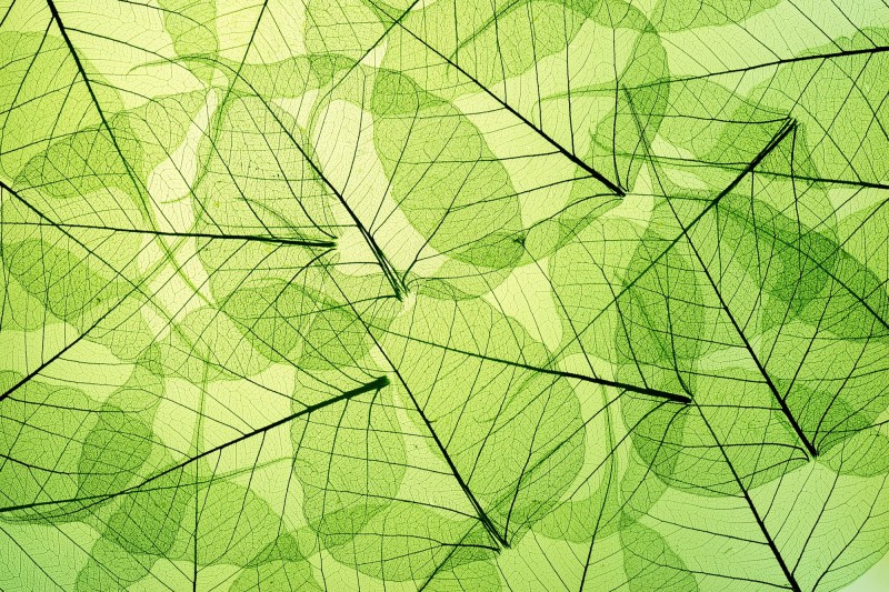 Fototapeta na flizelinie MS-5-0111 LEAF VEINS