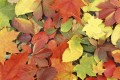Fototapeta na flizelinie MS-5-0115 COLOURFUL LEAVES