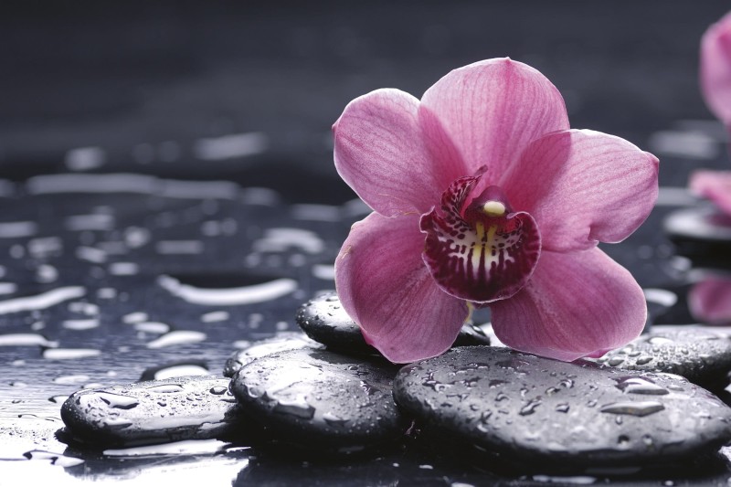 Fototapeta na flizelinie MS-5-0120 ORCHID