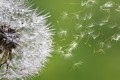 Fototapeta na flizelinie MS-5-0121 BLOWING DANDELION