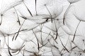 Fototapeta na flizelinie MS-5-0122 DANDELION SEEDS