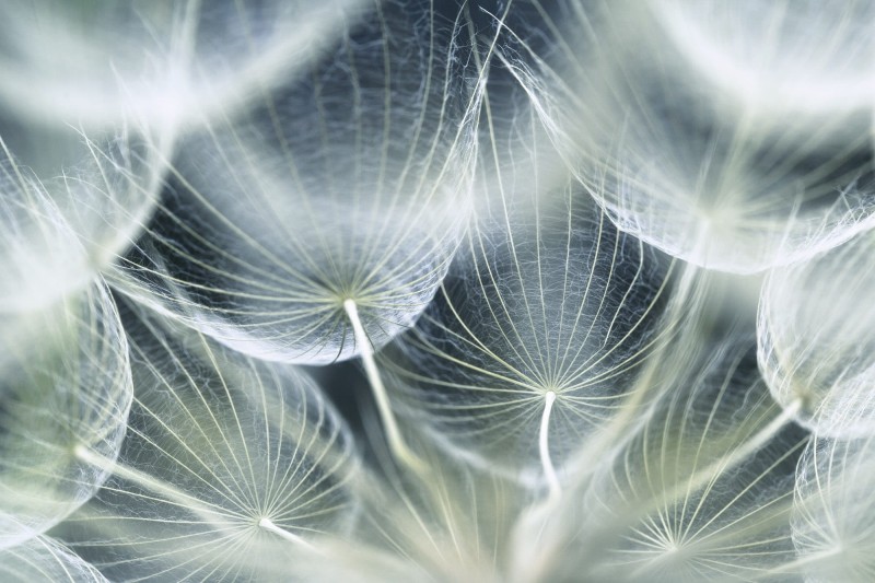 Fototapeta na flizelinie MS-5-0123 DANDELION MACRO