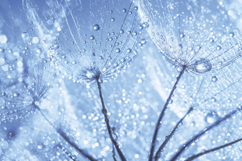 Fototapeta na flizelinie MS-5-0125 DANDELION WITH WATER DROPS