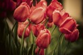 Fototapeta na flizelinie MS-5-0128 RED TULIPS