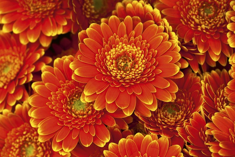 Fototapeta na flizelinie MS-5-0131 GERBERA