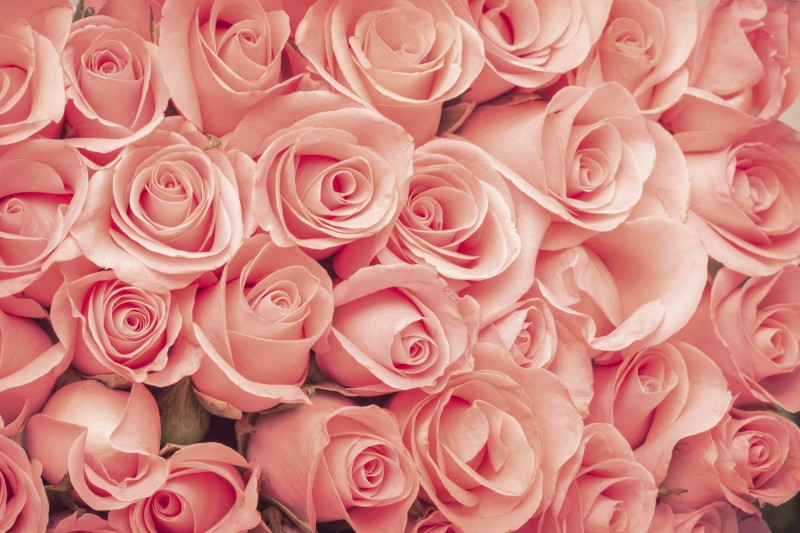 Fototapeta na flizelinie MS-5-0133 ROSES