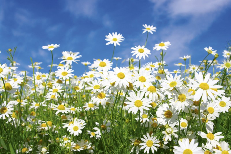 Fototapeta na flizelinie MS-5-0135 DAISIES