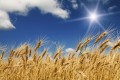 Fototapeta na flizelinie MS-5-0136 WHEAT FIELD