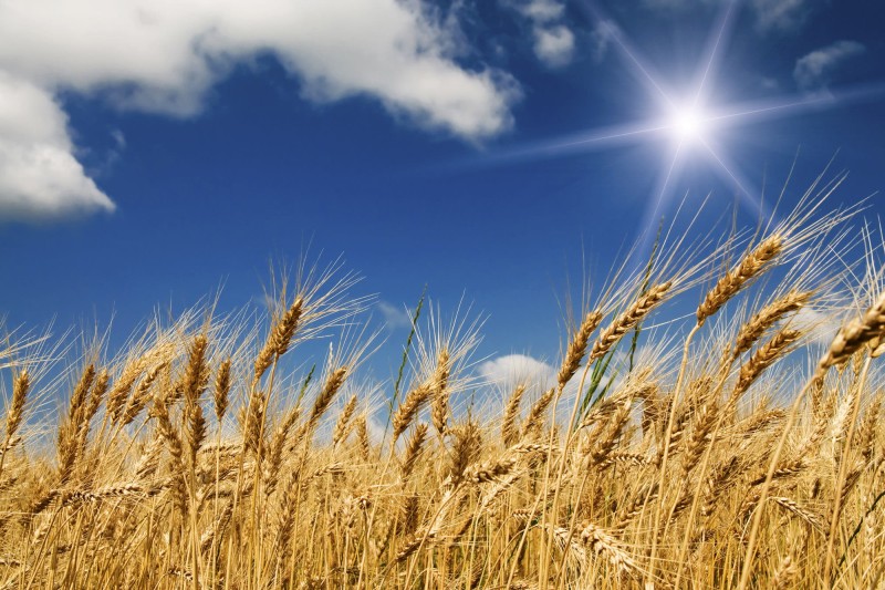 Fototapeta na flizelinie MS-5-0136 WHEAT FIELD