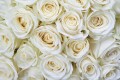 Fototapeta na flizelinie MS-5-0137 WHITE ROSES