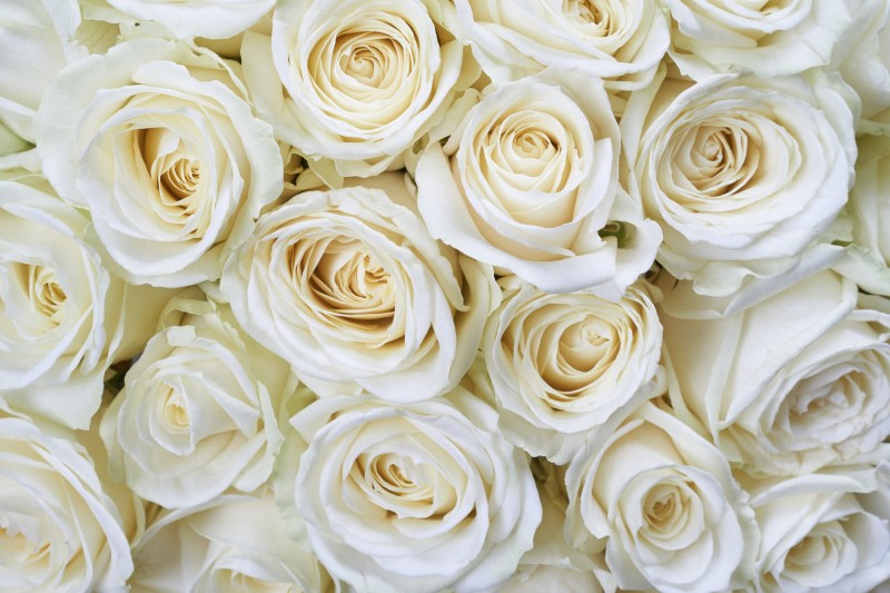 Fototapeta na flizelinie MS-5-0137 WHITE ROSES