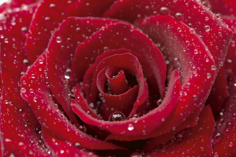 Fototapeta na flizelinie MS-5-0138 RED ROSE